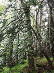 Picea jezoensis hondoensis