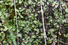 Marchantiaceae