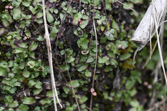 Marchantiaceae