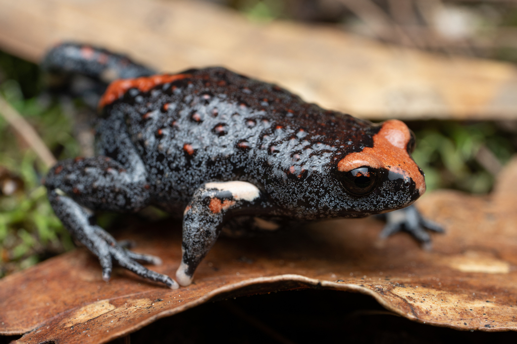 Hawksburgy Toadlet