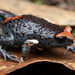 Red-crowned Brood Frog - Photo (c) tommyknocker, some rights reserved (CC BY-NC), uploaded by tommyknocker