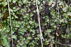 Marchantiaceae