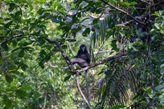 Trachypithecus obscurus