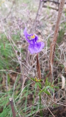 Patersonia