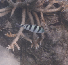Abudefduf sexfasciatus