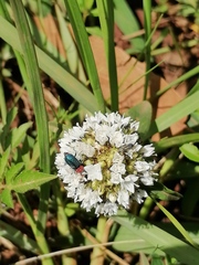 Spermacoce verticillata