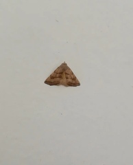 Erebidae