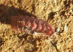 Anoplolepis