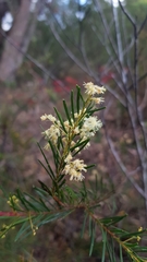 Acacia linifolia
