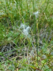 Trichophorum alpinum