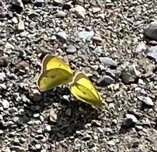 Colias philodice