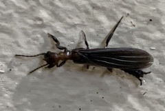 Embioptera