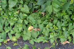 Fallopia