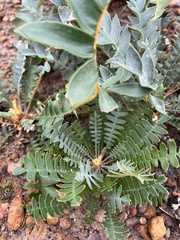 Banksia