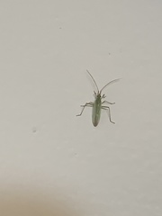 Trigonotylus