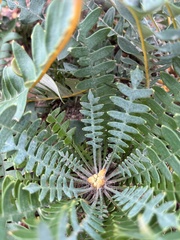 Banksia