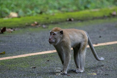 Macaca fascicularis