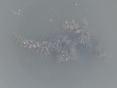 Myriophyllum
