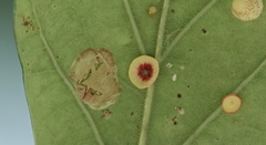 Neuroterus albipes