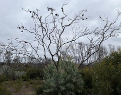 Eucalyptus pleurocarpa