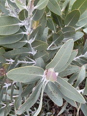 Eucalyptus pleurocarpa