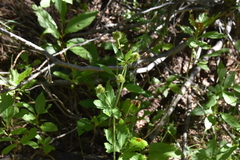 Sanicula marilandica