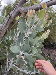 Eucalyptus pleurocarpa