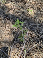 Rubus ursinus macropetalus