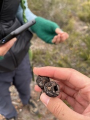 Eucalyptus pleurocarpa