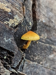 Pholiota subsulphurea