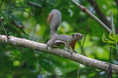 Callosciurus notatus