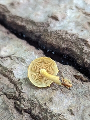 Pholiota subsulphurea
