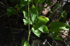 Sanicula marilandica