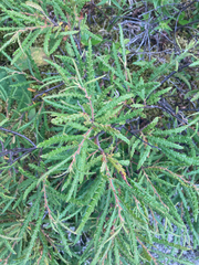 Comptonia peregrina