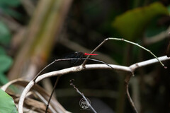 Orthetrum chrysis