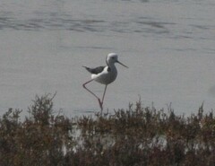 Himantopus leucocephalus