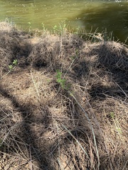 Rubus ursinus macropetalus