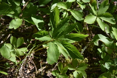 Sanicula marilandica