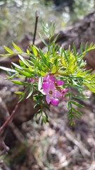 Boronia pinnata