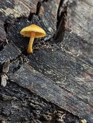 Pholiota subsulphurea