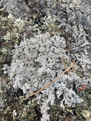 Stereocaulon saxatile