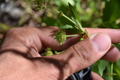 Sanicula marilandica