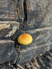 Pholiota subsulphurea