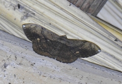 Hemeroblemma malitiosa