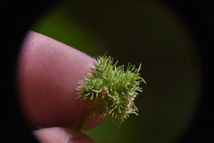 Sanicula marilandica