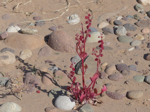 Rumex cyprius image