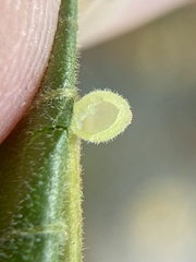 Caryomyia cilidolium