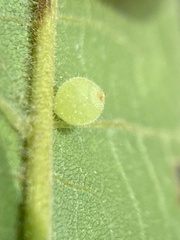 Caryomyia cilidolium