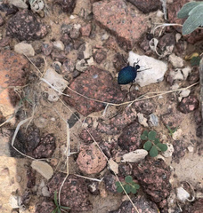 Cysteodemus wislizeni