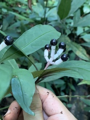 Chassalia curviflora